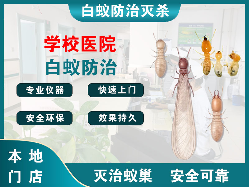 海曙区学校医院白蚁防治